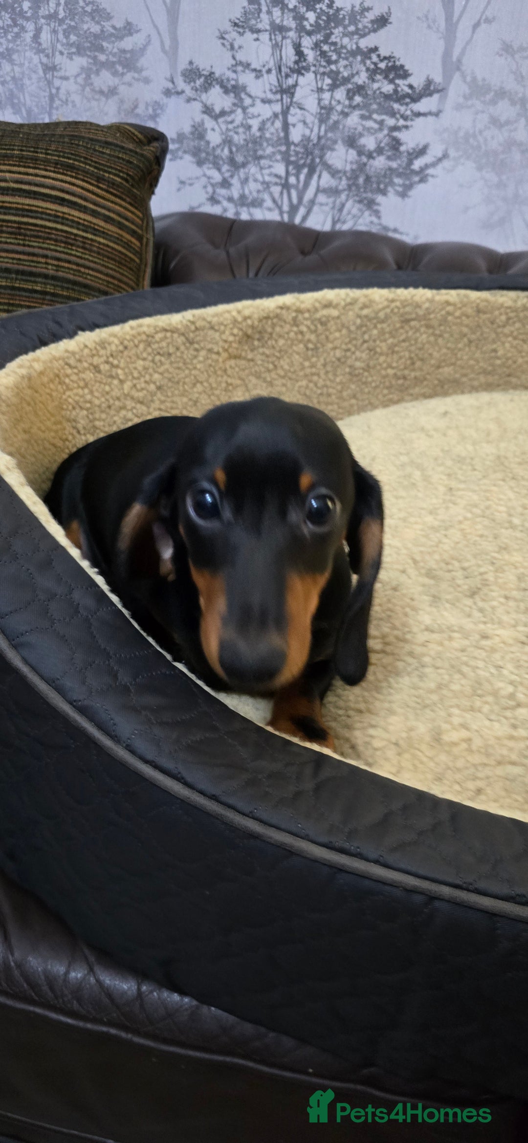 Miniature Dachshund dogs for sale: Minature Dashounds - Image 4