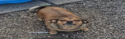 Mixed Breed dogs for sale: Minni  - Advert 4