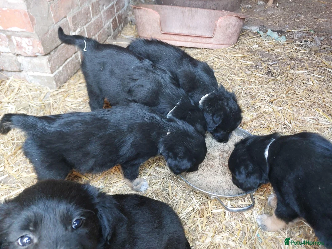 Mixed Breed dogs for sale: Golden Retriever/Border Collies - Advert 3