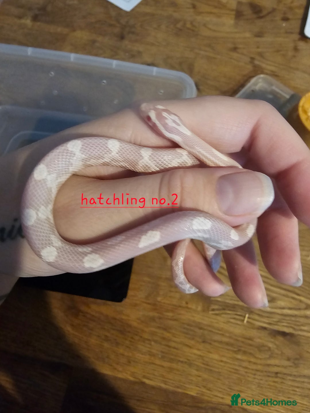 Corn Snake reptiles for sale: Beautiful corn snakes  - Image 35