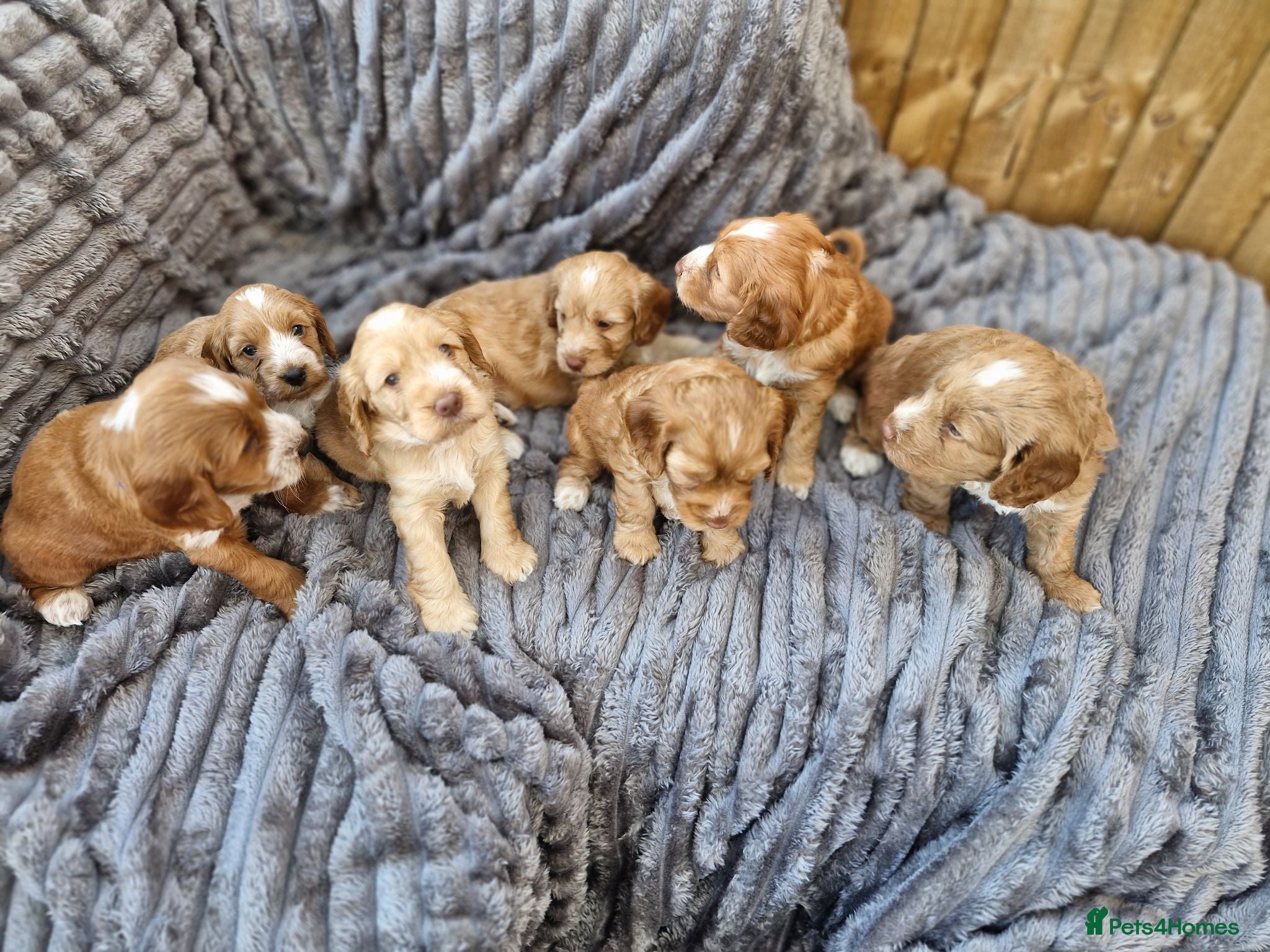Cockapoo dogs Beautiful Cockerpoo Puppies - Advert 1