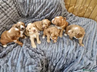 Cockapoo dogs Beautiful Cockerpoo Puppies - Advert 1