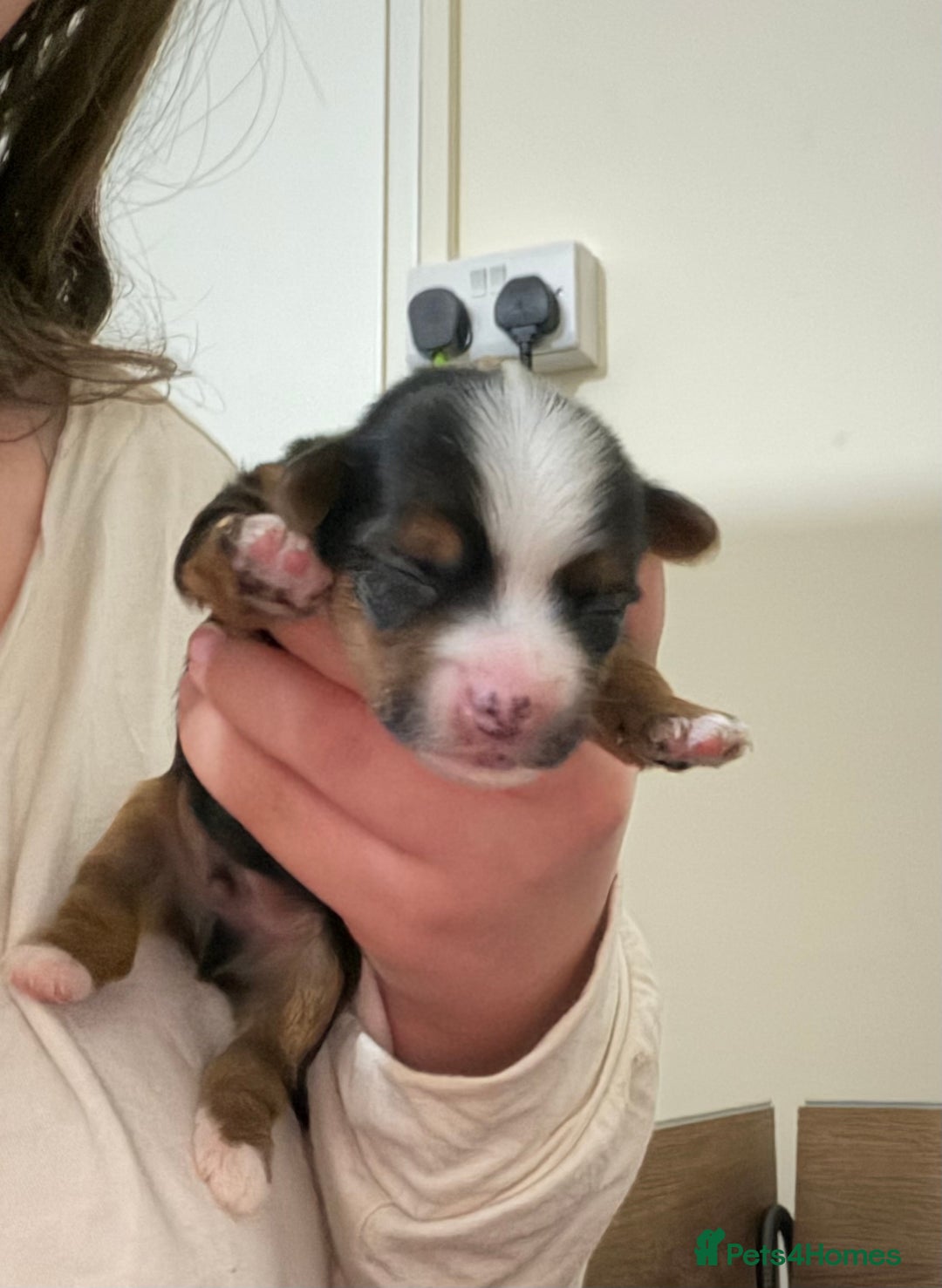 Mixed Breed dogs for sale: biewer x yorki puppies - Advert 5