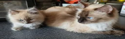 Ragdoll cats for sale: Gorgeous Blue Mink Point Ragdoll Boy  in Dunfermline - Advert 2