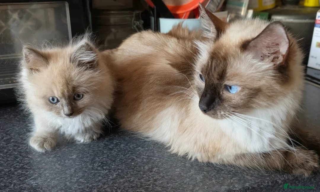 Ragdoll cats for sale: Gorgeous Blue Mink Point Ragdoll Boy  in Dunfermline - Advert 2