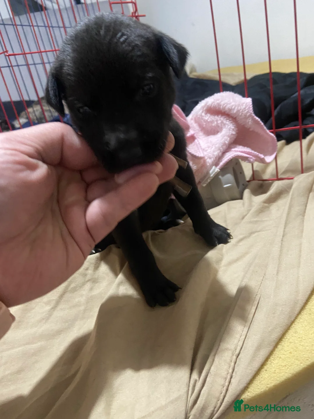 Mixed Breed dogs for sale: Whippet bull malinois X Malinois  - Advert 13