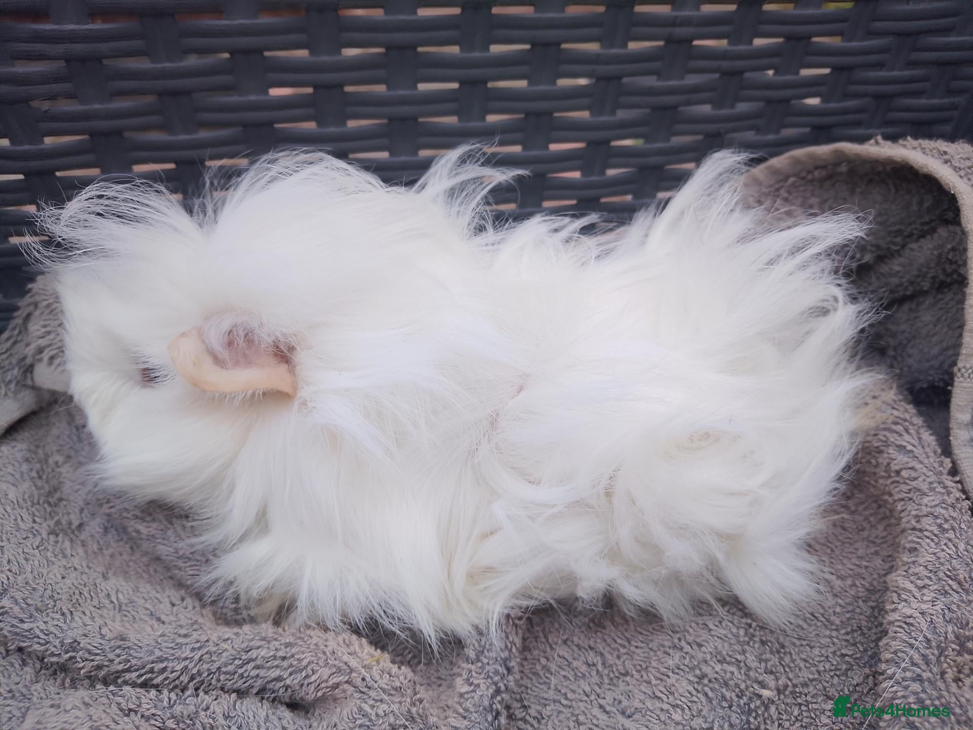 Guinea Pig rodents Baby & Adults sows available  - Advert 1