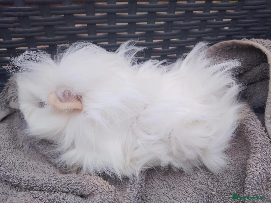 Guinea Pig rodents for sale: Baby & Adults sows available  - Advert 1