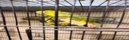Budgerigars birds for sale: Budgies BW and Split BW - Advert 11