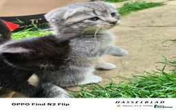 Scottish Fold cats for sale: Scottish fold kittens - Image 2