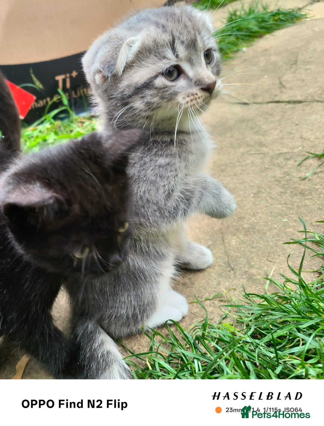 Scottish Fold cats for sale: Scottish fold kittens - Image 2