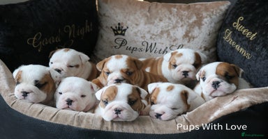 English Bulldog dogs - Advert 12