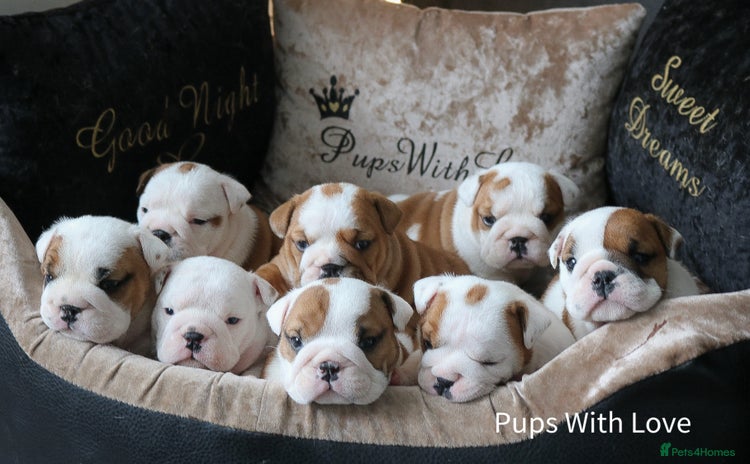 English Bulldog dogs - Advert 2