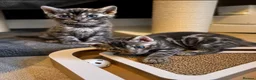Bengal cats for sale: Pure Beautiful Pedigree Silver Bengals - Advert 3