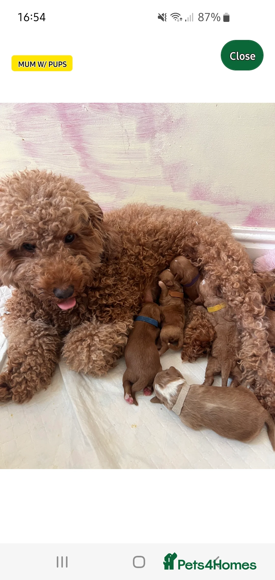 Cockapoo dogs for stud: Proven Red & white F1 cockapoo stud dog. in Barnsley - Advert 18