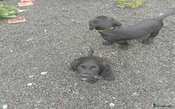 Sprocker dogs for sale: 8 gorgeous Sprocker puppies  - Image 17