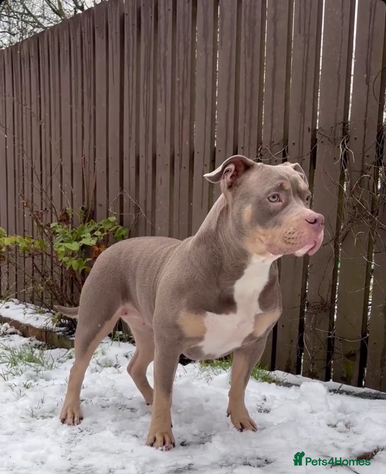 Mixed Breed dogs Pocket Bully & Siberian Husky Excellent Puppies - Advert 16