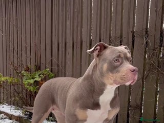 Mixed Breed dogs Pocket Bully & Siberian Husky Excellent Puppies - Advert 1