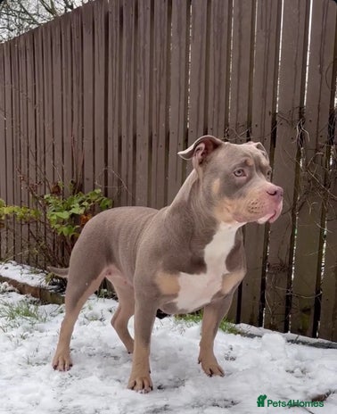 Mixed Breed dogs Pocket Bully & Siberian Husky Excellent Puppies - Advert 2