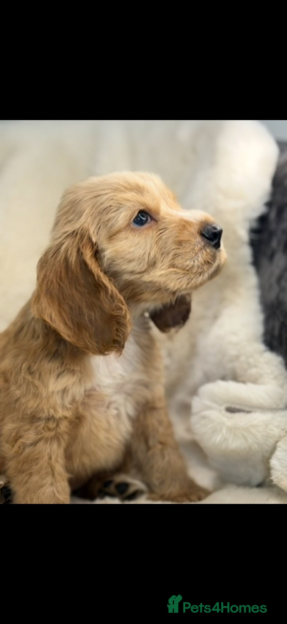 Cocker Spaniel dogs Beautiful show cocker spaniel pups  - Advert 2