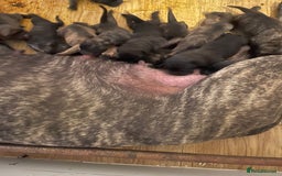 Presa Canario dogs for sale: Presa Canario Puppies - Image 6
