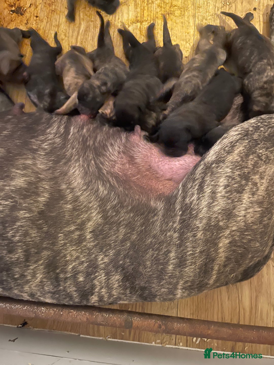 Presa Canario dogs for sale: Presa Canario Puppies - Image 6