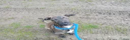 Lurcher dogs for sale: beautiful Lurcher Pup Friendly and gentle  in Knottingley - Advert 3
