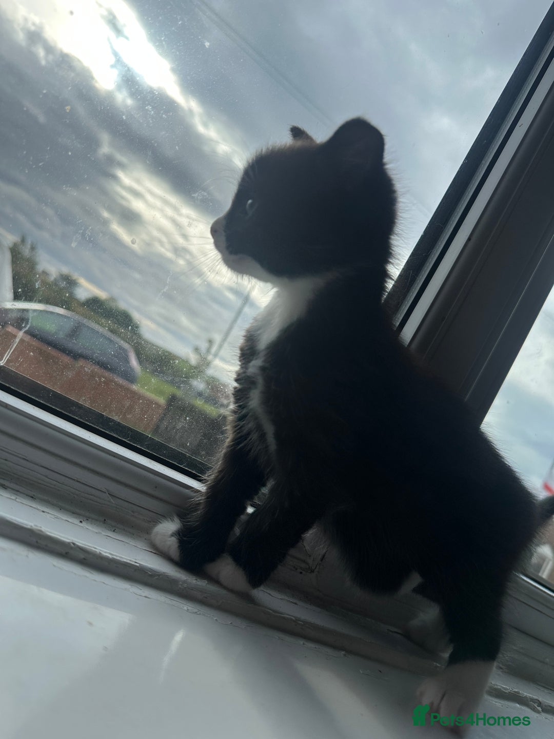 Mixed Breed cats for sale: Beautiful litter of kittens - Image 12