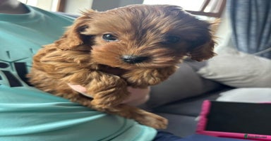 Cavapoo dogs - Advert 1