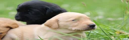 Labrador Retriever dogs for sale: Totally adorable, healthy and great line puppies - Advert 11