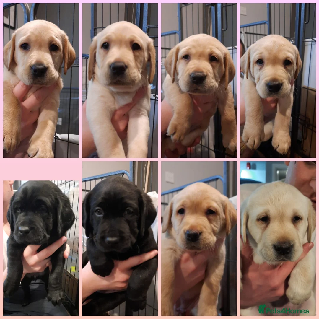 Labrador Retriever dogs for stud: Purple Genie (Duke)  Well proven stud in West Bromwich - Advert 23