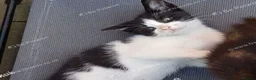 Mixed Breed cats for sale: Sweet 3‑month boy kitten – ready for her new home. - Advert 3