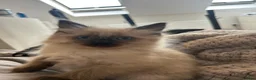 Ragdoll cats for sale: Stunning babies ragdolls - Advert 21