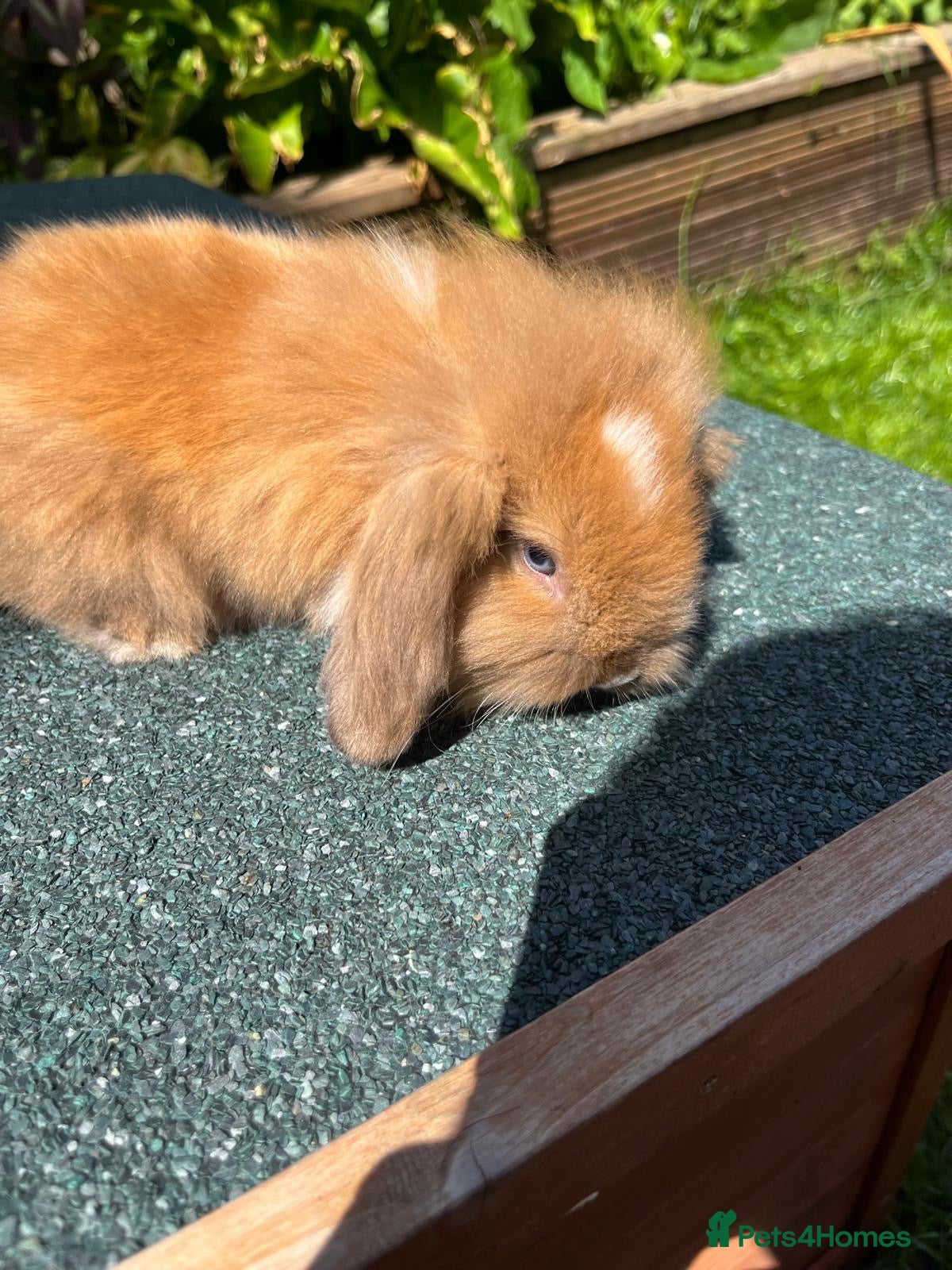 Mini Lop rabbits Mini lop baby rabbits - Advert 3