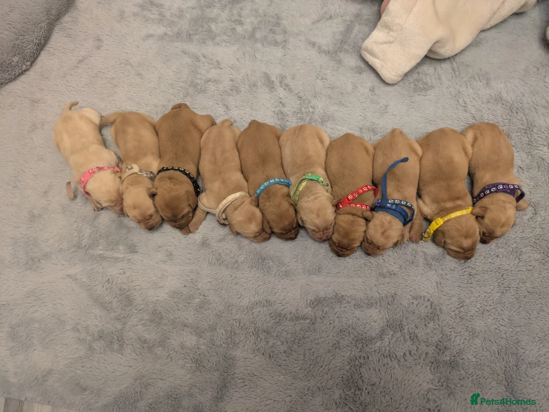 Labrador Retriever dogs for sale: Chunky Labrador puppies  in Wrexham - Advert 2