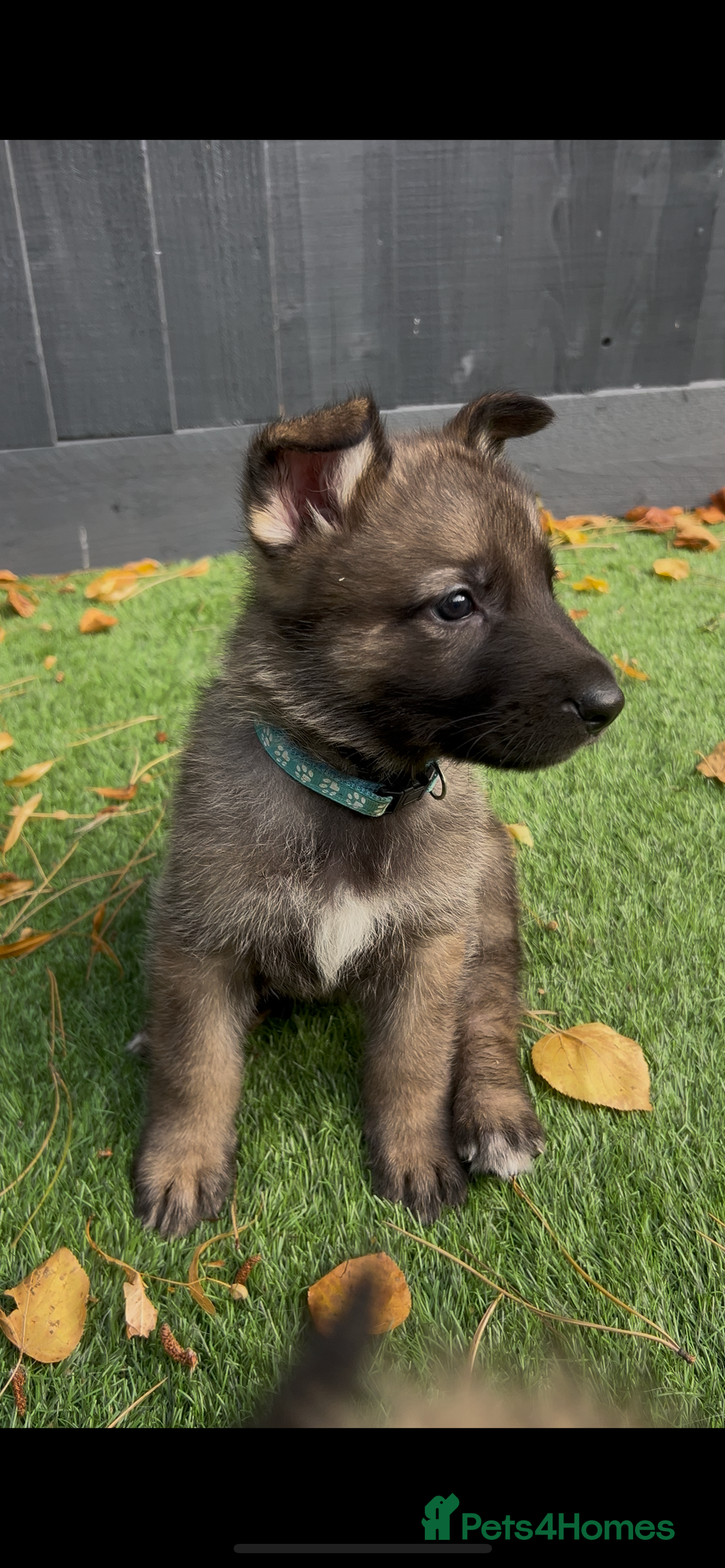German Shepherd dogs for sale: German Shepherd Puppies, Ready to leave next week - Image 33