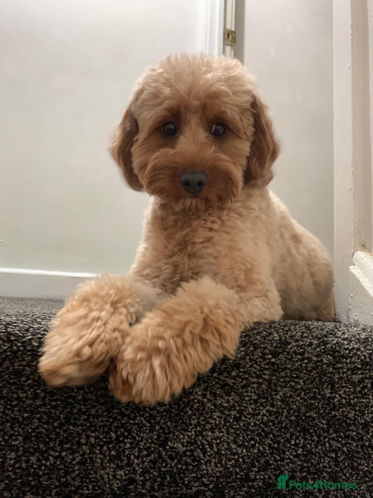 Cavapoo dogs Gorgeous girl needing loving home.  - Advert 1