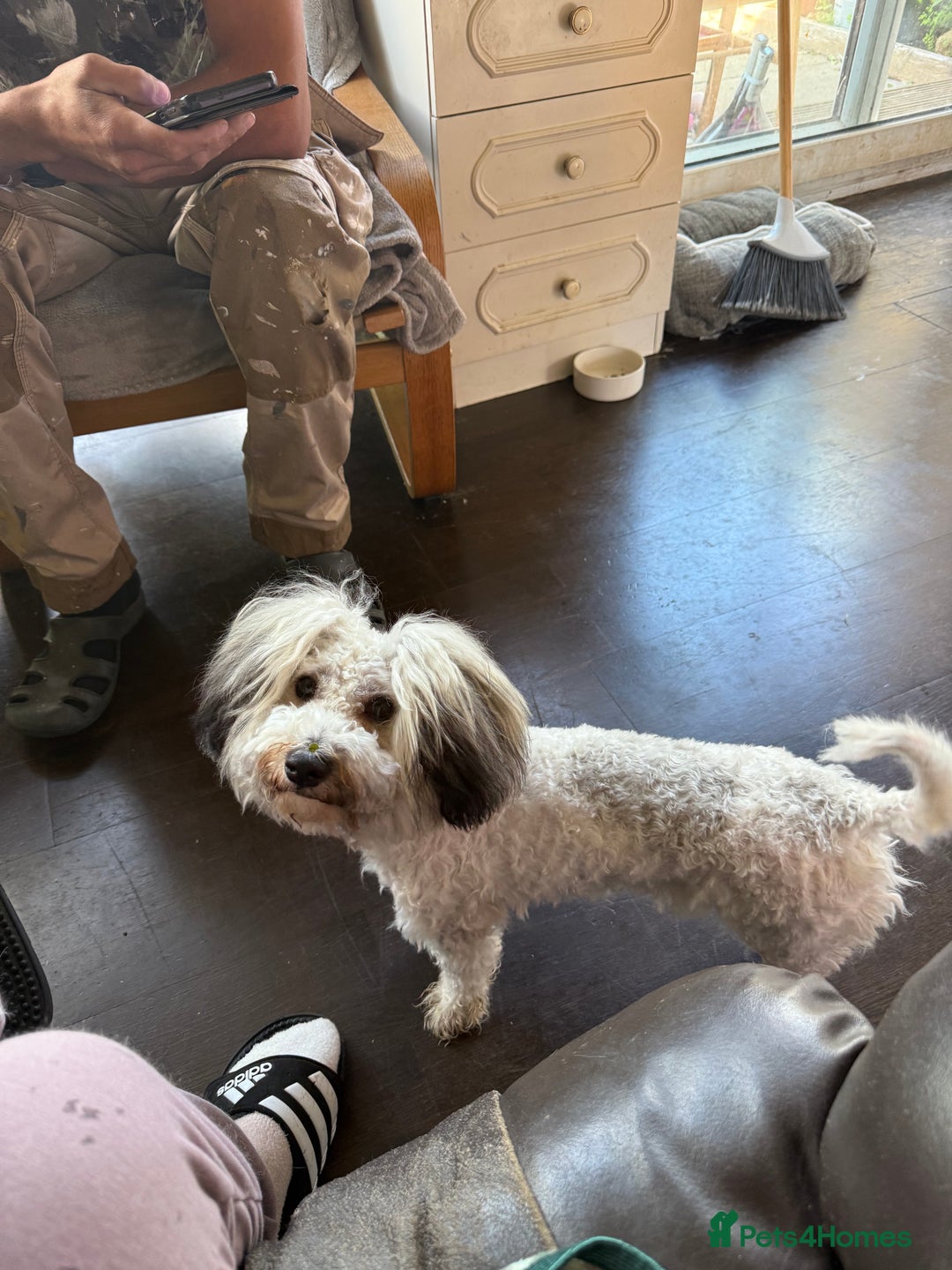 Bichon Frise dogs for stud: Mr Panda - Image 2