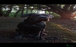 Cane Corso dogs for sale: Beautiful Blue Cane Corso Puppies - Image 11