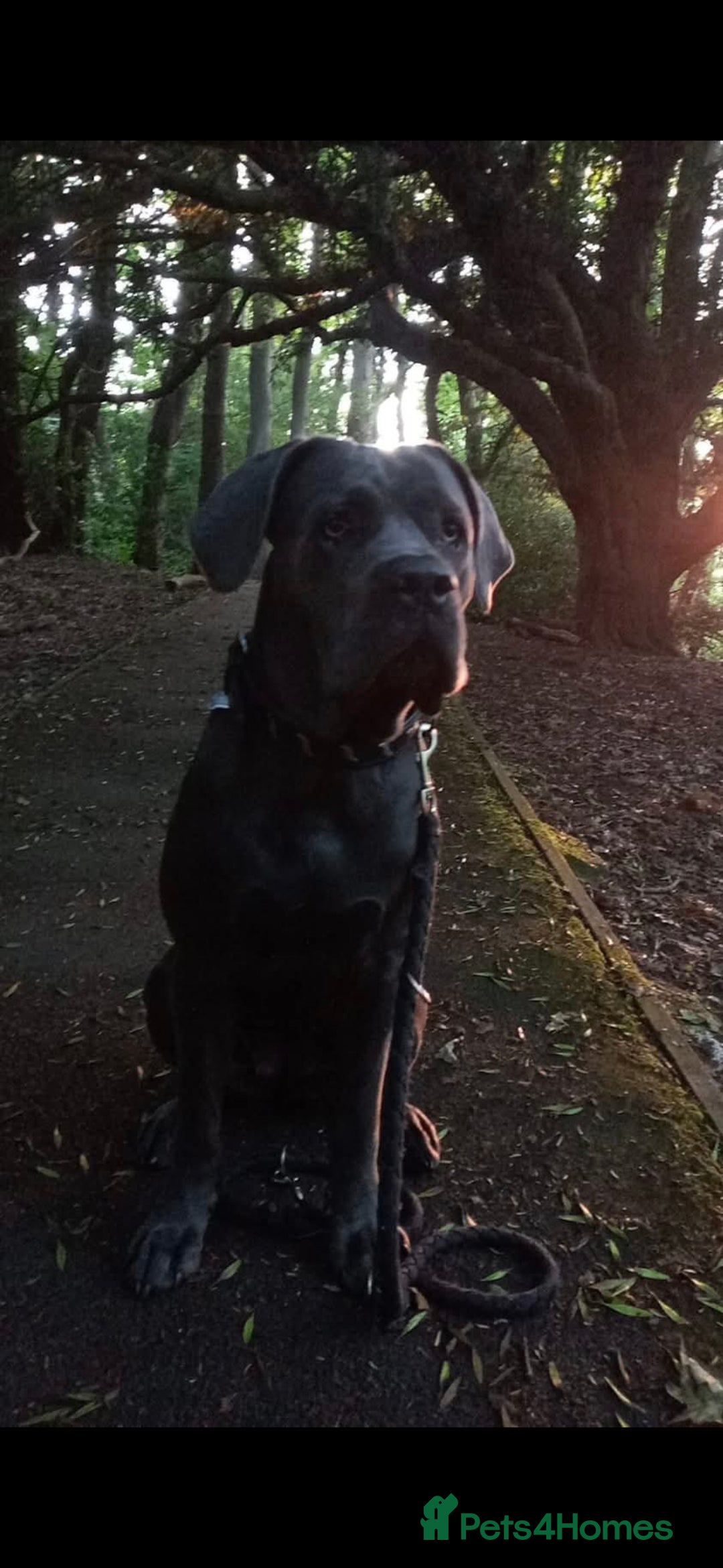 Cane Corso dogs for sale: Beautiful Blue Cane Corso Puppies - Image 11