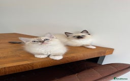 Ragdoll cats for sale: REDUCED * Pedigree Ragdoll Kittens READY TO GO!!! - Image 1