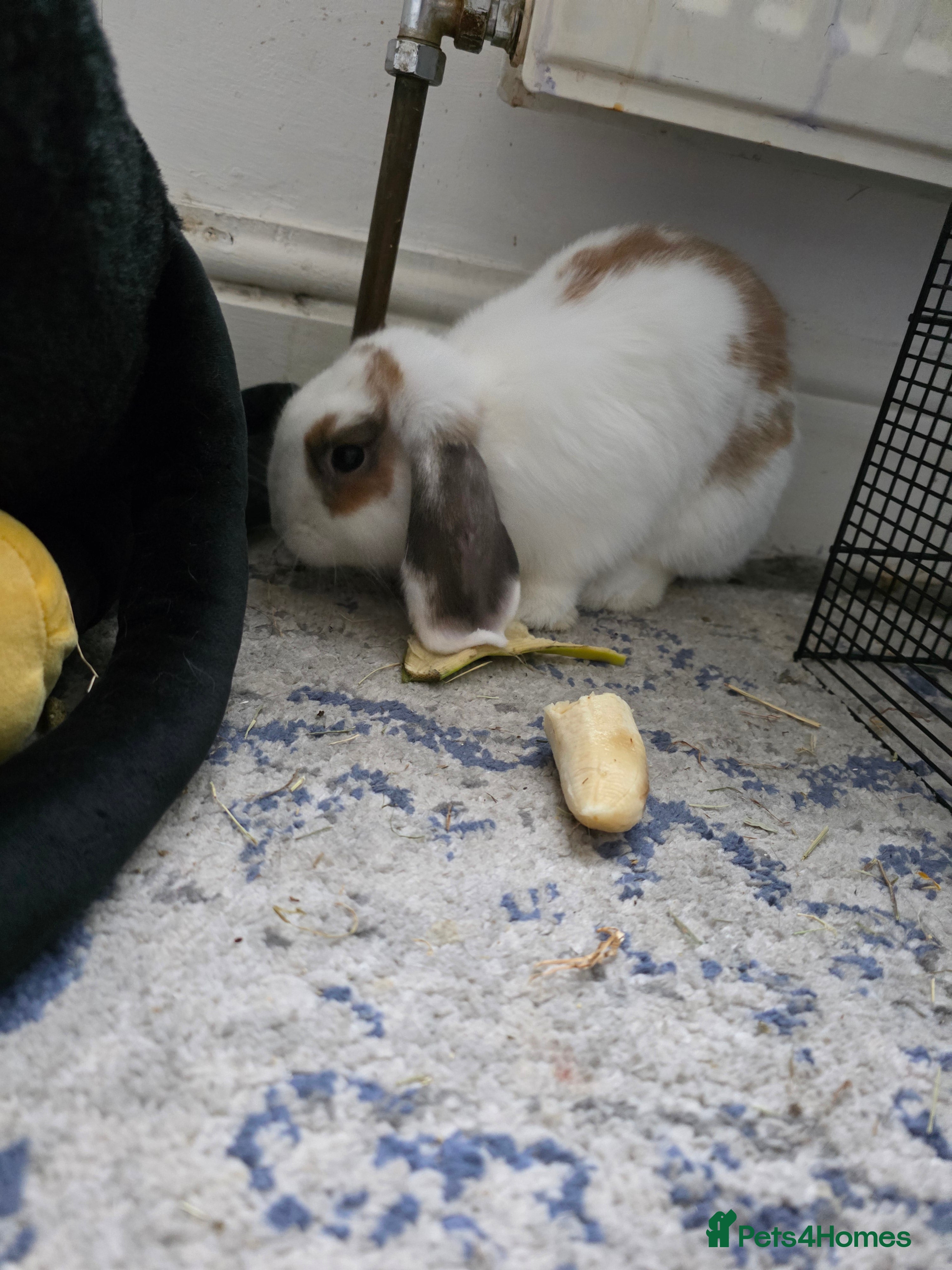 Mixed Breed rabbits 2X males rabbits  - Advert 1