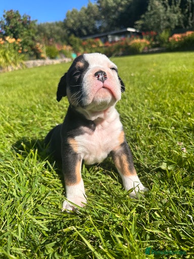 Gallery Image {{count}}