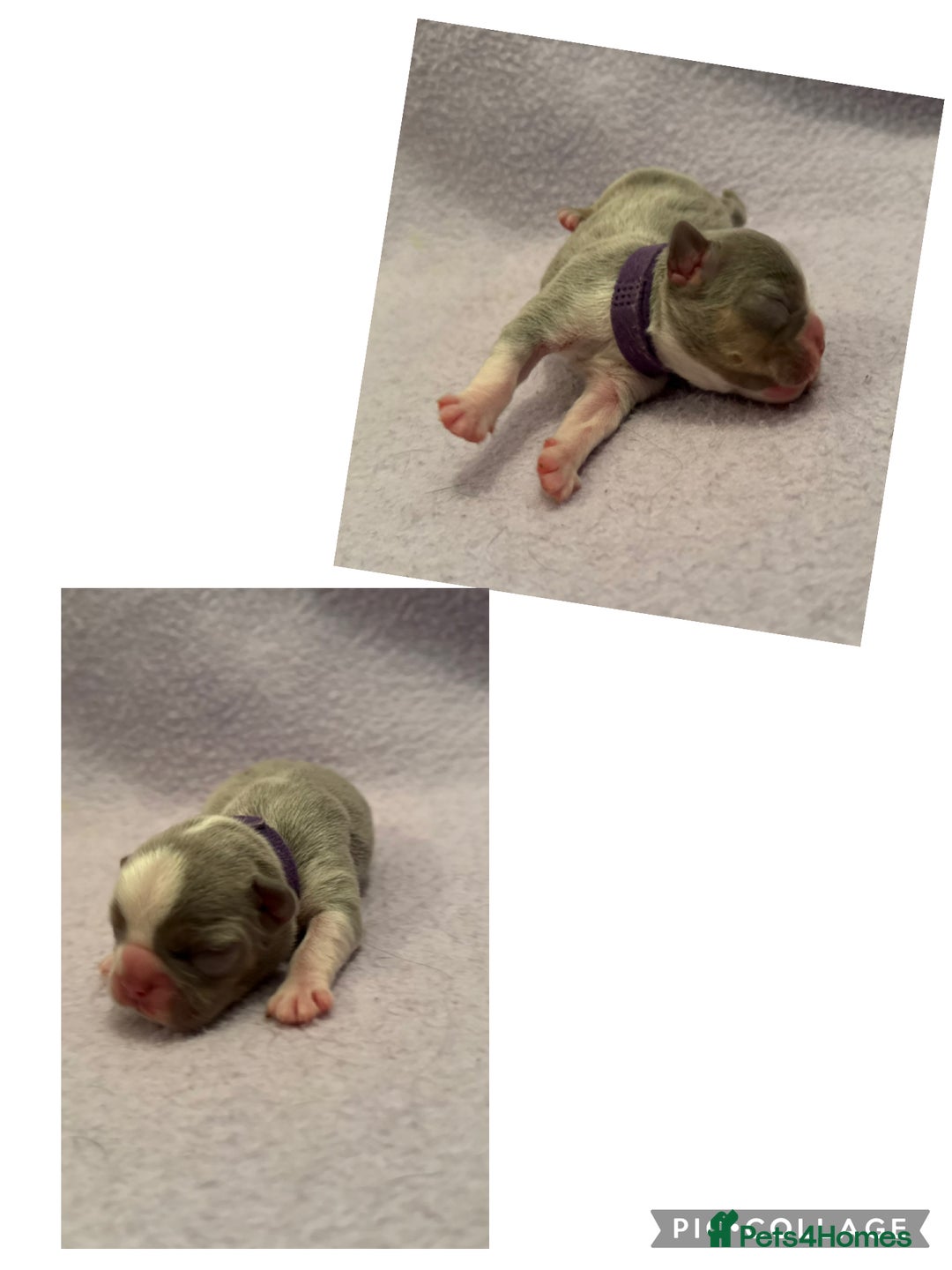 French Bulldog dogs for sale: Beautiful KC registered French Bulldog puppies - Advert 16