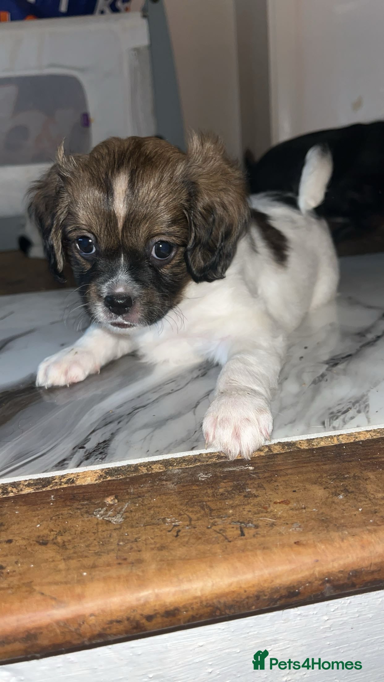 Mixed Breed dogs Pom x cocker  - Advert 2