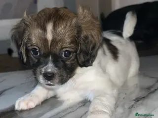 Mixed Breed dogs Pom x cocker - Advert 1