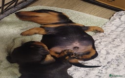 Miniature Dachshund dogs for sale: Mini dax pure bred family pups  - Image 6