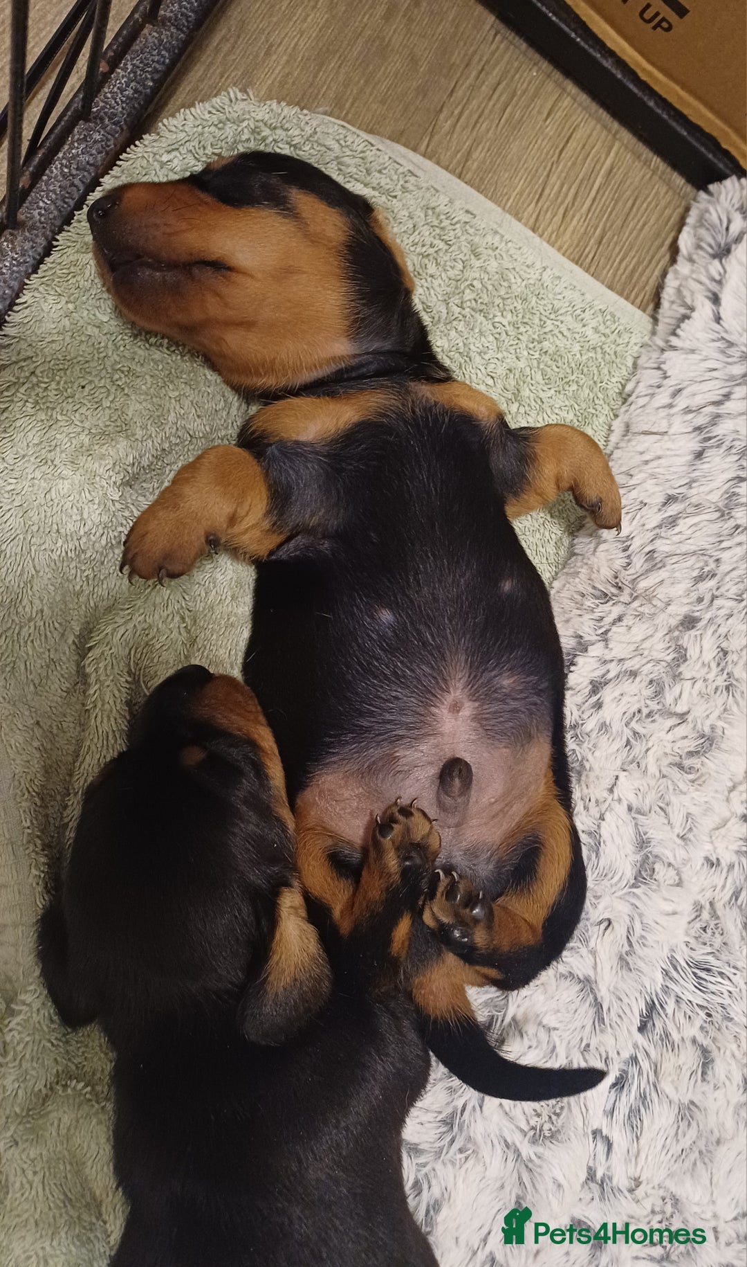 Miniature Dachshund dogs for sale: Mini dax pure bred family pups  - Image 6