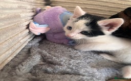 Mixed Breed cats for sale: Kittens available for sale with heterochromia - Image 4