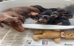 Dachshund dogs for sale: KC Reg Mini Smooth Pups (just two left) Black&Tan - Image 9